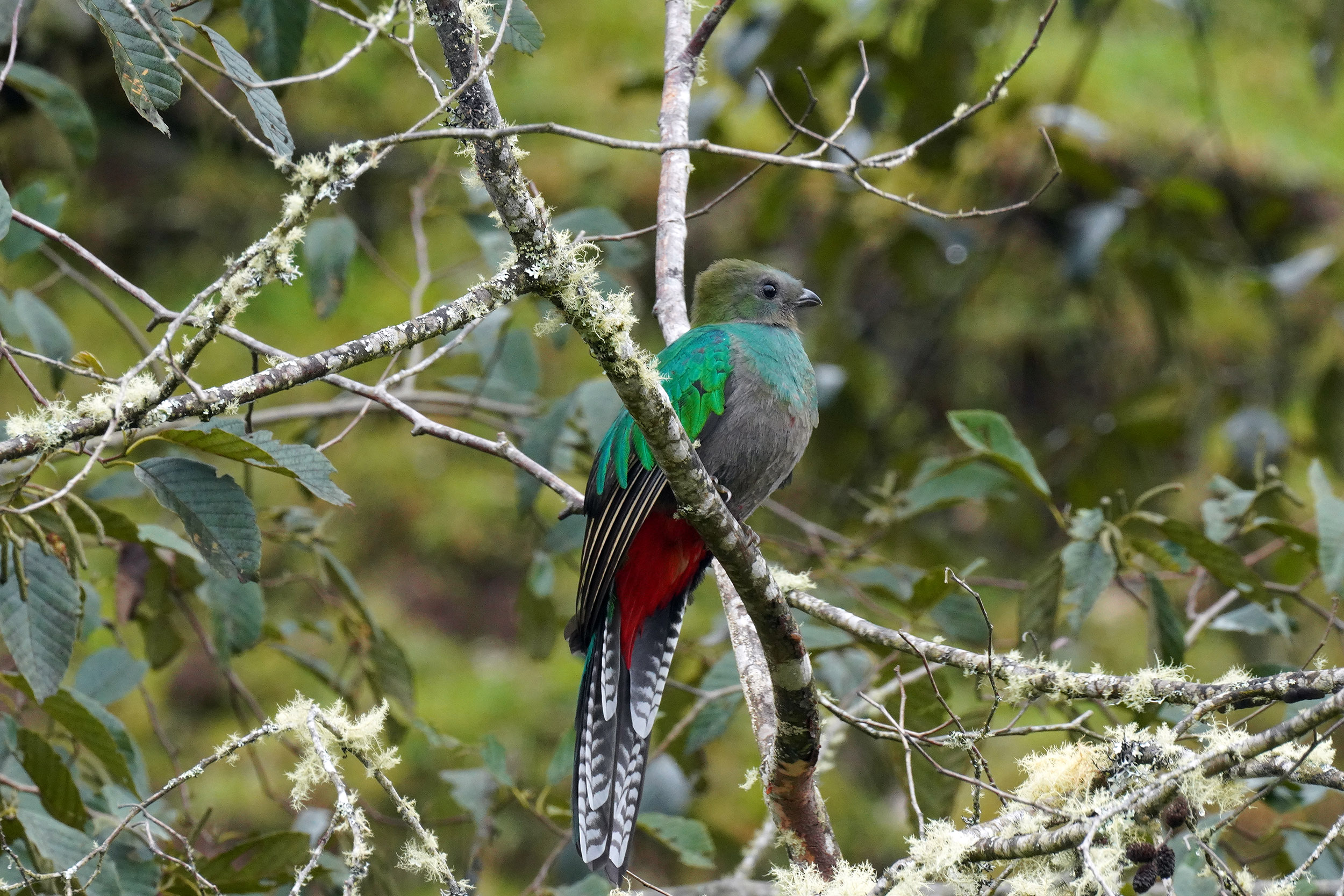 Costa Rica - Février 2025